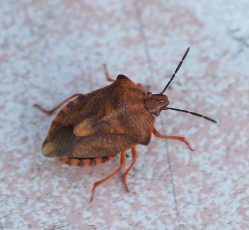Réf. 334 086 : Carpocoris purpureipennis